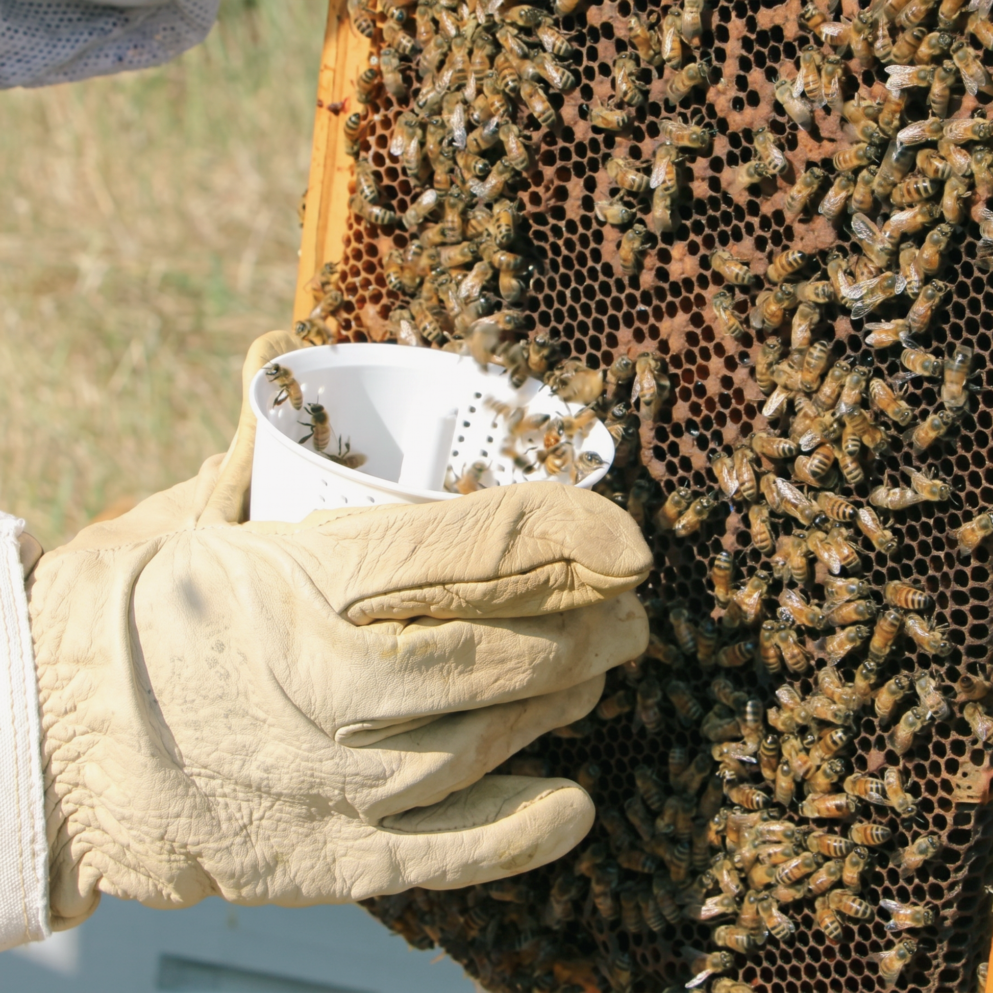 Easy Check Mite Counter [D4209]
