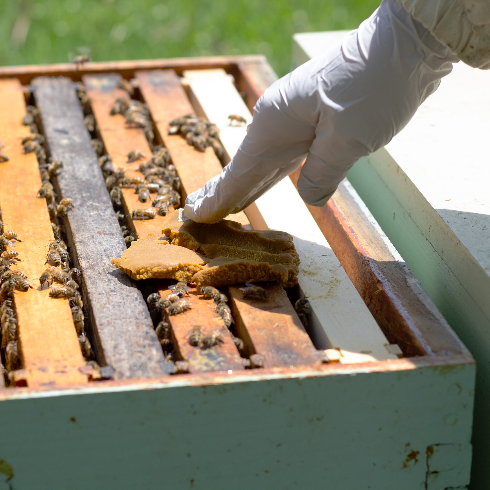 Hive Alive Pollen Patties (1 lb. patty, 10 lbs. or 40 lbs.) [HAP-1 / HAP-10 / HAP-40]