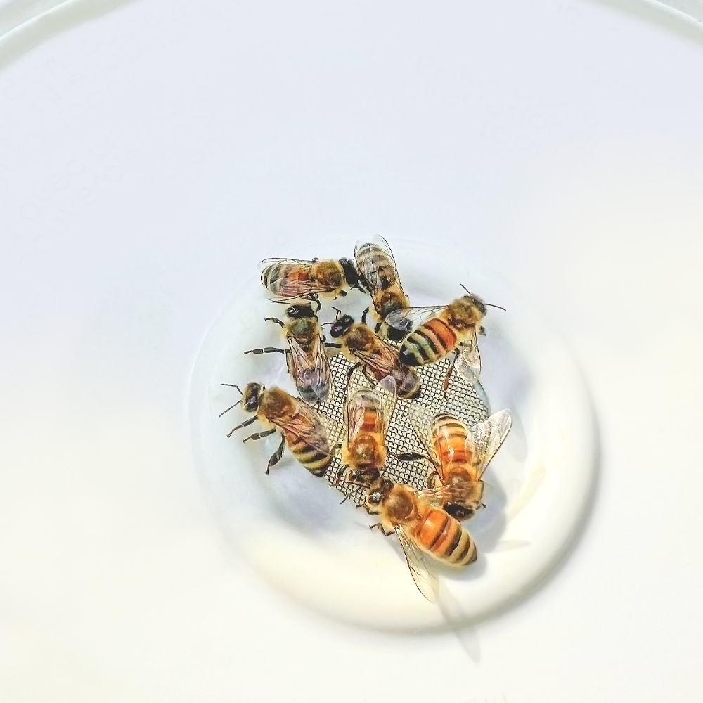 Pail Feeder [664]