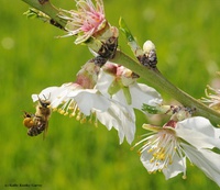 seeing-the-beauty-in-pollinators-1-buzz.jpg
